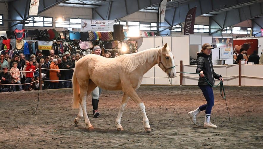 Le Salon du Cheval d'Albi : un modèle d'événementiel territorial