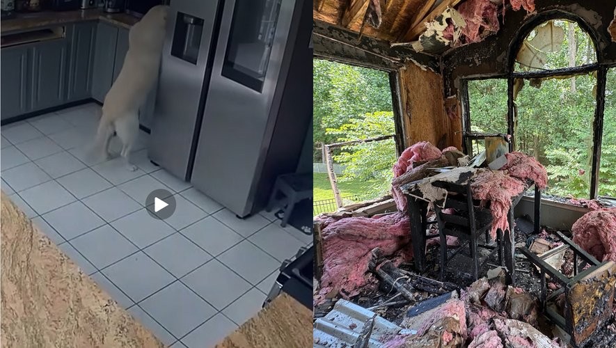 Incendie domestique provoqué par un chien : un rappel des risques domestiques liés aux animaux